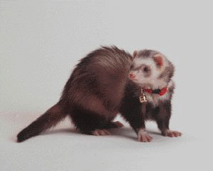 Ferret Bell Collar