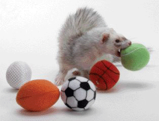 Ferret Sport Balls