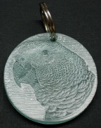African Grey