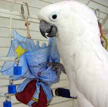 Busy Beak's Pinata