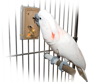 Creative Foraging Systems