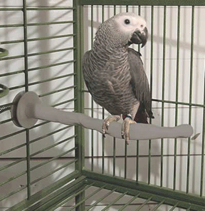 Thermo-Perch Heated Bird Perch