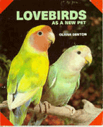 Lovebirds As A New Pet
