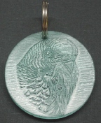 Budgie/Parakeet