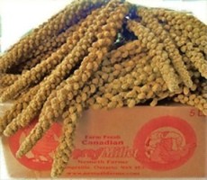 Golden Farms Spray Millet 25 lb box