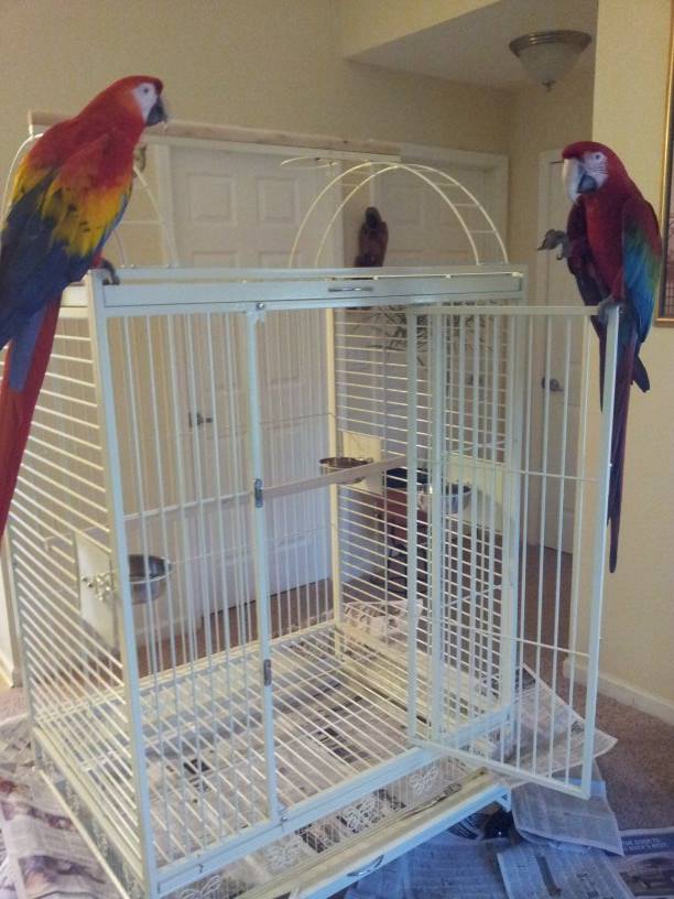 huge parakeet cage